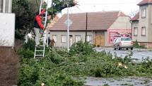 Spadlý strom u sokolovny v Moravském Písku.