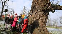 Ořešák černý ( juglans nigra)  Evropský strom roku 2018 zámecký park v Kvasicích. Rob McBride