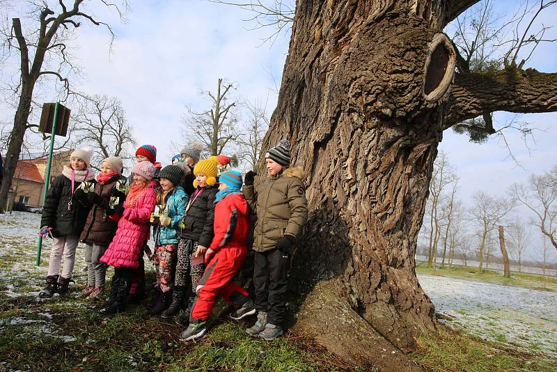 Ořešák černý ( juglans nigra)  Evropský strom roku 2018 zámecký park v Kvasicích. Rob McBride