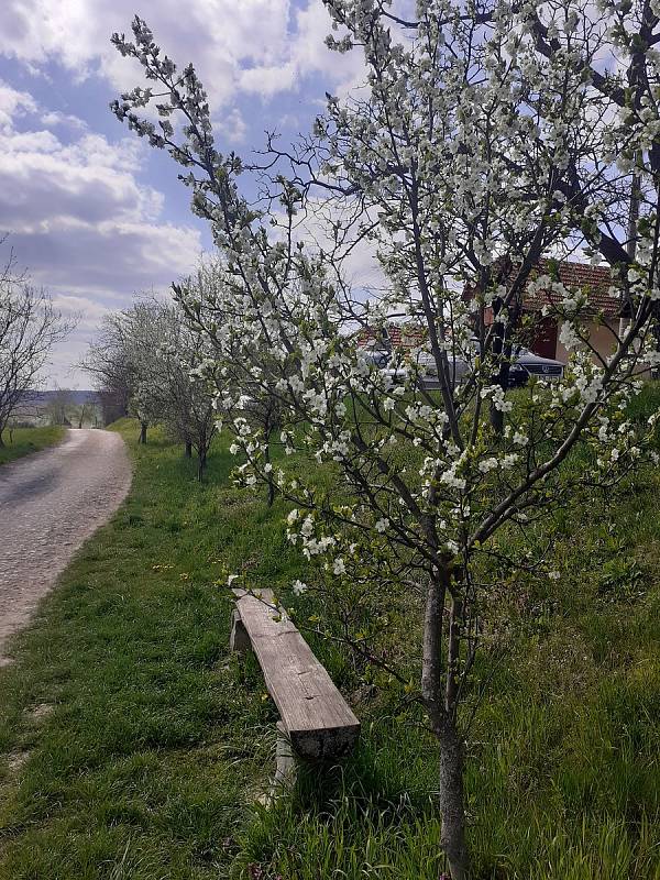 Jaro vtrhlo i do vlčnovských búd.