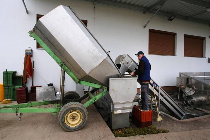 Vinobraní ve vinařství Vaďura v Polešovicích.