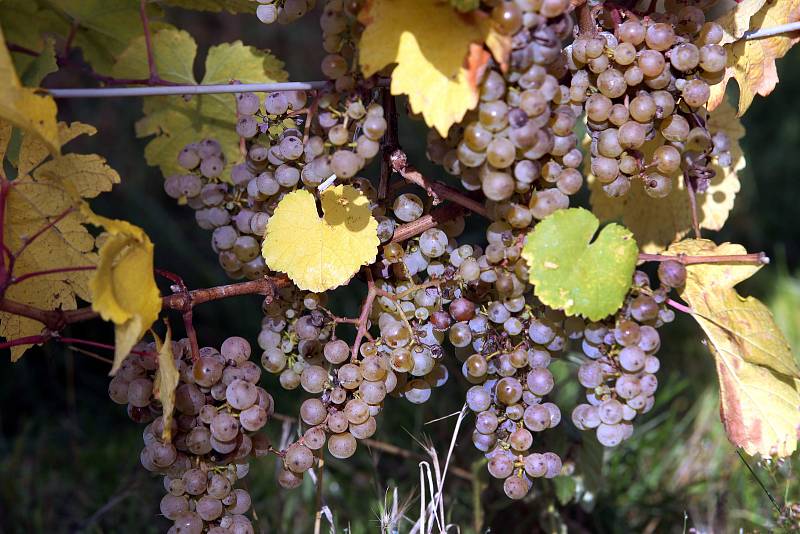 Vinobraní v rodinném vinařtví Vaďura v Polešovicích.Viniční trať Míšky  odrůda Ryzlink rynský