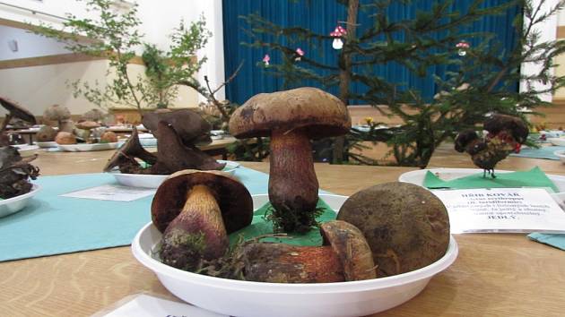 Výstava hub. Ilustrační foto