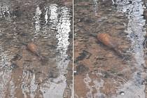 Minometný granát našli v potoce Kudlovické doliny. Druhý den jej tam odpálili