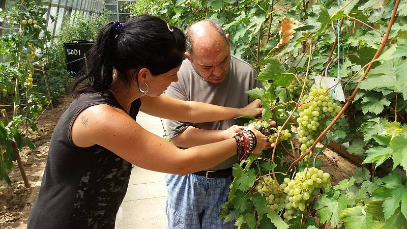 Na Velehradě uspořádali první ročník Skleníkového vinobraní.