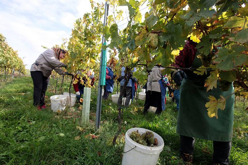 Vinobraní v rodinném vinařství Vaďura v Polešovicích. Viniční trať Míšky, odrůda Floriánka