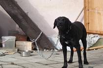 Pes Max strávil o samotě na dvorku desítky dnů. Jana Beníčková mu nosila vodu a granule.