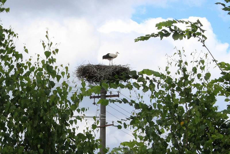 Čapí rodinka okupuje v Kostelanech nad Moravou dva sloupy elektrického vedení.