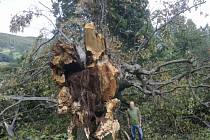 Vichřice přes dvě stě let starý strom asi zlomila.