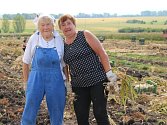 Česnek ze dvou hektarů v dolněmčanské lokalitě Dílec sklidili za tři dny. 