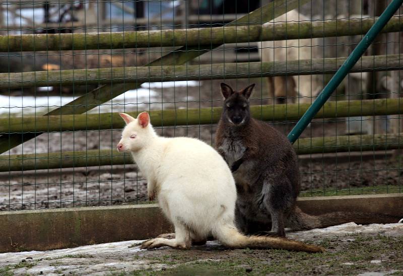 Minizoo ve Starém městě.