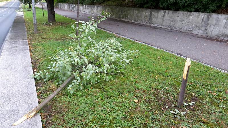 V Kunovicích se vandalové zaměřili i na výsadbu stromů. Výsledkem jsou například i polámané lípy či navrtaný a uhynulý dub na sídlišti.Zdroj: