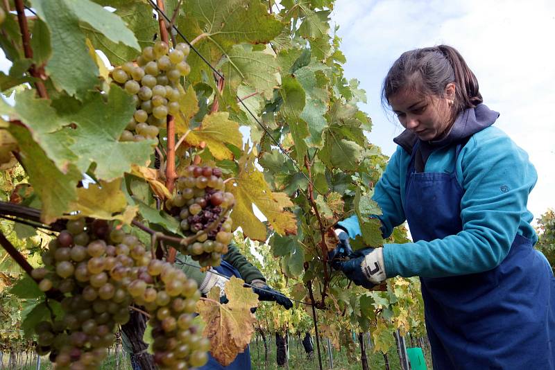 Vinobraní v rodinném vinařství Vaďura v Polešovicích. Viniční trať Míšky, odrůda Floriánka