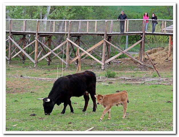 V hektarové obůrce Živé vody na Modré byl v sobotu pokřtěn pratuří býček jménem Jaroš.