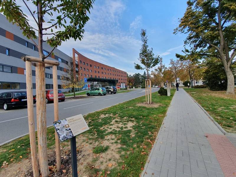 Celkem 13 nových stromů třešně ptačí vysadili ve středu 20. října před centrální budovou chirurgických a interních oborů podél parkoviště v Uherskohradišťské nemocnici v rámci projektu Stromy pro nemocnici.