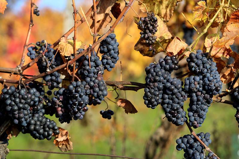 Vinobraní v rodinném vinařtví Vaďura v Polešovicích.Viniční trať Míšky  odrůda Rulandské modré