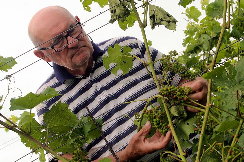 Bouřka a krupobití zasáhlo úrodu ve vinicích v Polešovicích.Vinař Jaroslav Vaďura prohlíží poškozené hrozny odrůdy Hibernal.