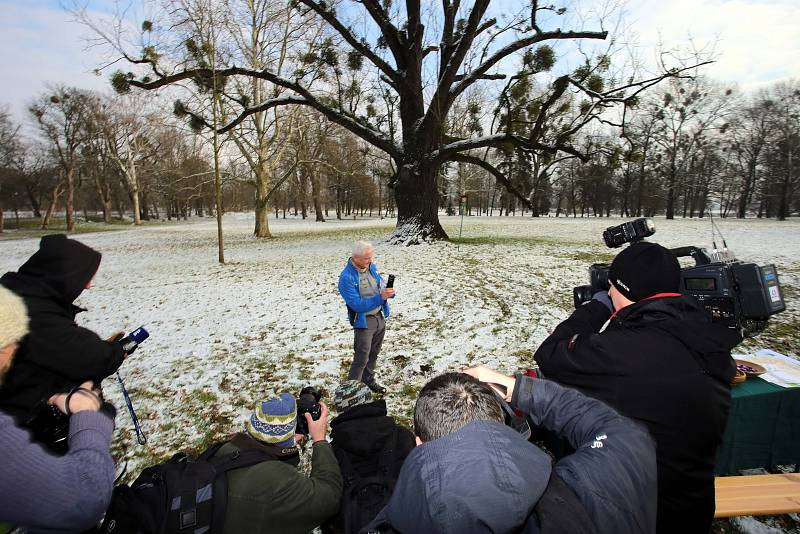 Ořešák černý ( juglans nigra)  Evropský strom roku 2018 zámecký park v Kvasicích. Rob McBride