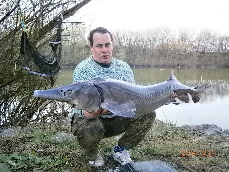 Soutěžní číslo 87 - Tomáš Gajdůšek, jeseter, 139 cm, 14,5 kg.