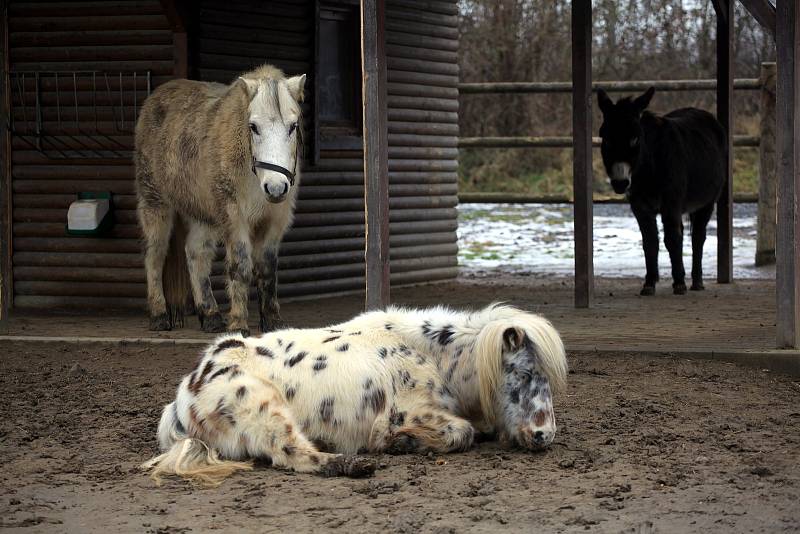 Minizoo ve Starém městě.