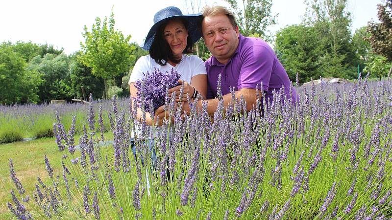 Levandulová farma rodiny Přikrylovy. Manželé při sklizni.