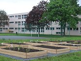 V areálu Základní školy Za Alejí vzniká zahrada s léčivými bylinami. 