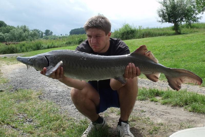 Soutěžní číslo 136 - Bedřich Beran, jeseter, 136 cm a nevážen.