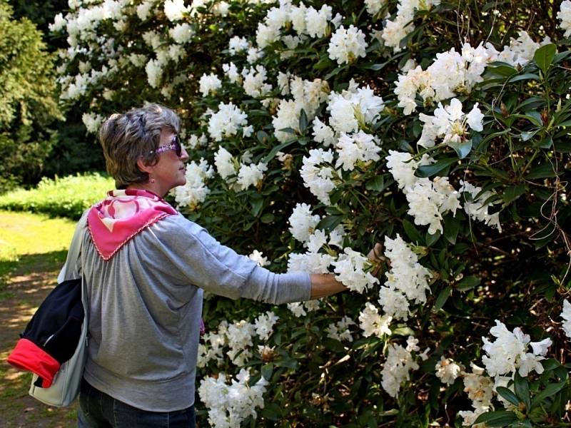 Kvetoucí rododendrony jsou pastvou nejen pro oči, ale i pro fotografy.