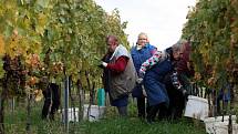 Vinobraní v rodinném vinařství Vaďura v Polešovicích. Viniční trať Míšky, odrůda Floriánka