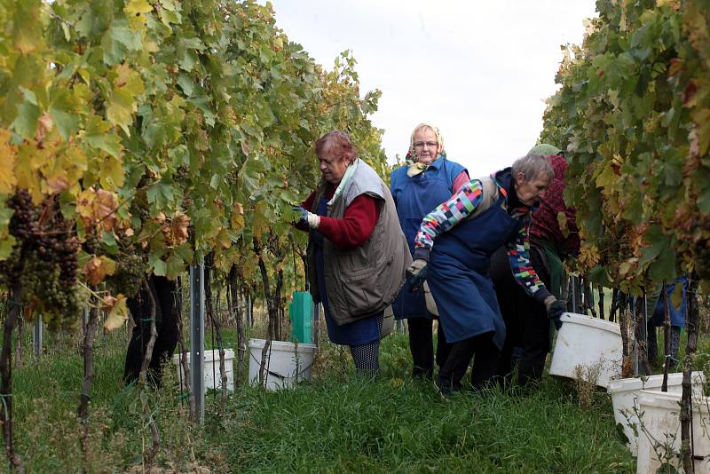 Vinobraní v rodinném vinařství Vaďura v Polešovicích. Viniční trať Míšky, odrůda Floriánka