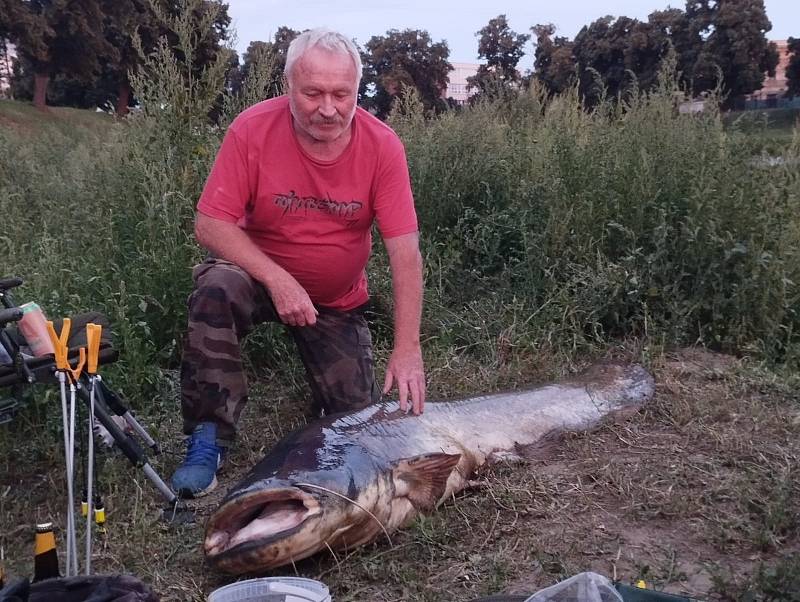 Staroměšťan Petr Blaha vytáhl z řeky Moravy v Uherském Hradišti více než dvoumetrového sumce