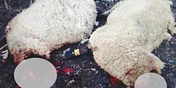 Potrhané ovce byly nalezeny v úterý 12. února v hradišťských Sadech.