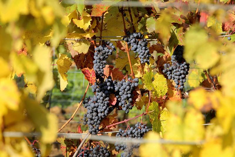 Vinobraní v rodinném vinařtví Vaďura v Polešovicích.Viniční trať Míšky  odrůda Rulandské modré