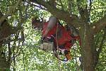 Arboristé prořezávali slavkovskou hrušeň. Ilustrační foto.