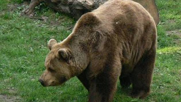 Medvědi ze zoo zimní spánek neznají - Zlínský deník