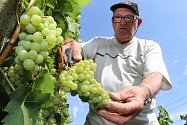 Jaroslav Vaďura z vinařství Vaďura v Polešovicích letos dokonce začal se sklizní rané odrůdy Kotrč už 15. srpna. 