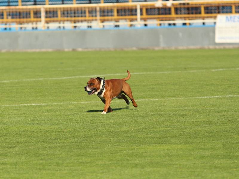 1. FC Slovácko – MFK Karviná 5:2 (1:1)