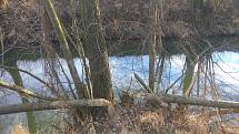 Bobři způsobili škody v okolí řeky Olšavy v Šumicích v březnu 2018.