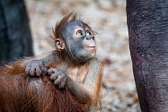 Už téměř pět měsíců bude mladému samci orangutana sumaterského Pustakawanovi, zkráceně Kawimu.