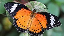 Trojská botanická zahrada slavnostně zahájila ve skleníku Fata Morgana v pořadí už sedmnáctou výstavu tropických motýlů.