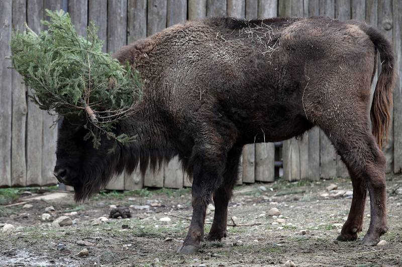 Krmení zubrů, velbloudů a slonů vánočními stromky včetně stromu ze Staroměstského náměstí v pražské zoo.