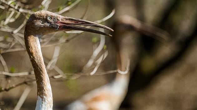 Zoo Praha získala dva samce kriticky ohrožených jeřábů bílých.