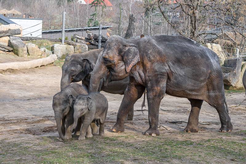 Návštěvníci mají nyní možnost vidět všechny slonice i slůňata pohromadě. 