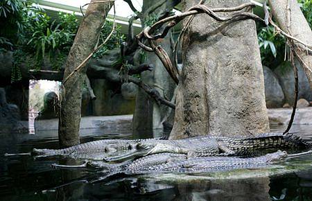 Návštěvníkům pražské ZOO se v nově otevřeném pavilonu představilo sedm mláďat gaviála indického.