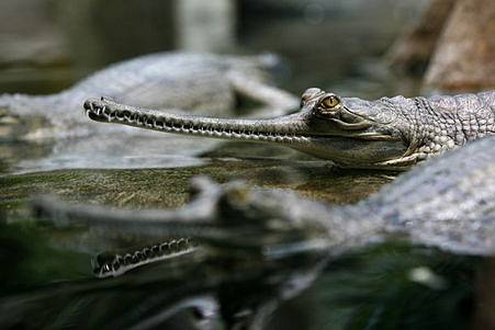 Návštěvníkům pražské ZOO se v nově otevřeném pavilonu představilo sedm mláďat gaviála indického.