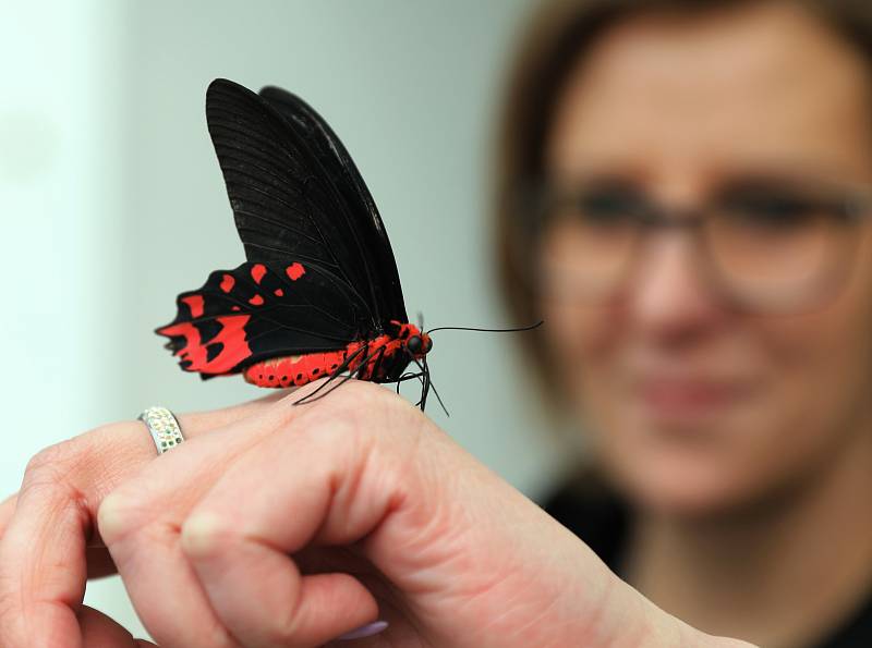 Trojská botanická zahrada slavnostně zahájila ve skleníku Fata Morgana v pořadí už sedmnáctou výstavu tropických motýlů.