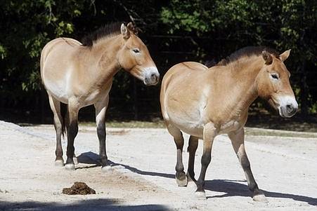 31. srpna 2008 se konal v pražské zoologické zahradě Den koně Převalského u příležitosti hned několika významných výročí. 