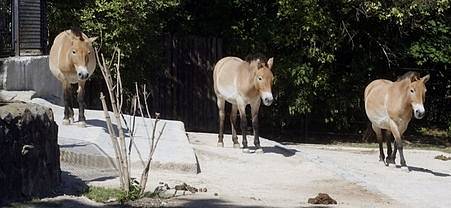 31. srpna 2008 se konal v pražské zoologické zahradě Den koně Převalského u příležitosti hned několika významných výročí. 