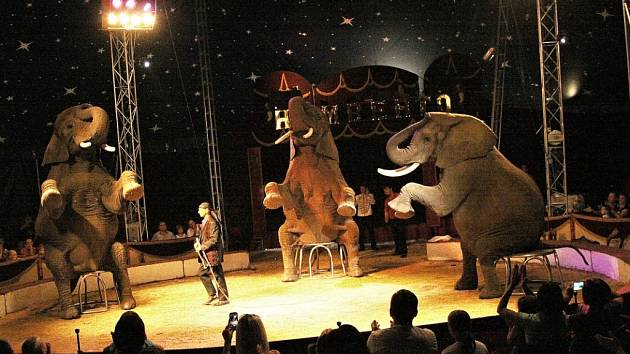 Drezura slonů v manéži Cirkusu Humberto.