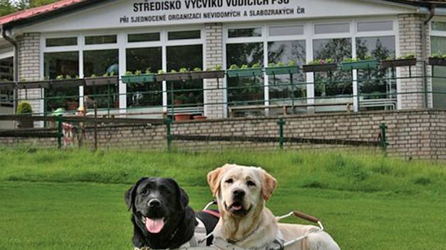 Středisko výcvikových psů v pražských Jinonicích připravuje, cvičí a zkouší psy pro zrakově postižené občany.